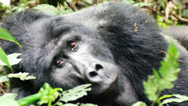 Silverback Gorilla Uganda adventure tours for women