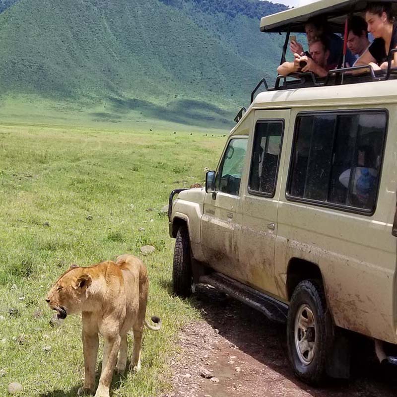 Eco Tour destinations - Homosassa and Crystal River Florida Manatees