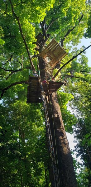 Garlic Tree Platforms