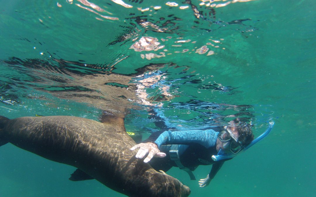 La Paz, Mexico Sea of Cortez Snorkeling Safari + Magdalena Bay Gray Whales
