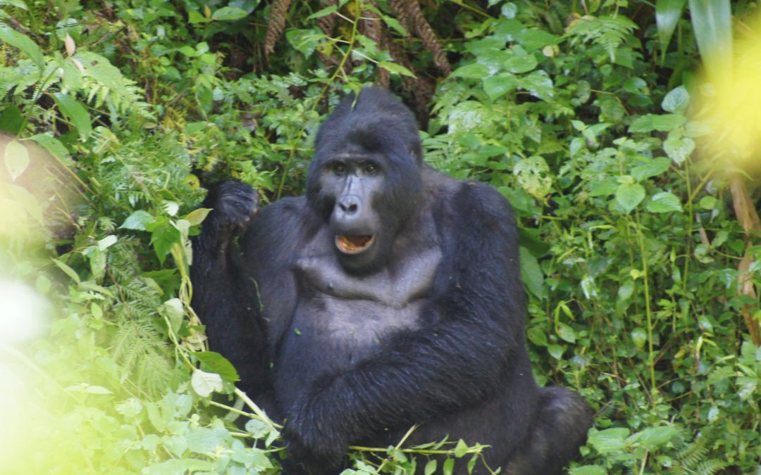 Women’s Travel | Uganda Safari + Mountain Gorillas Trekking | There Is Still time to join us April 2020! Seeking 1-2 More Participants.