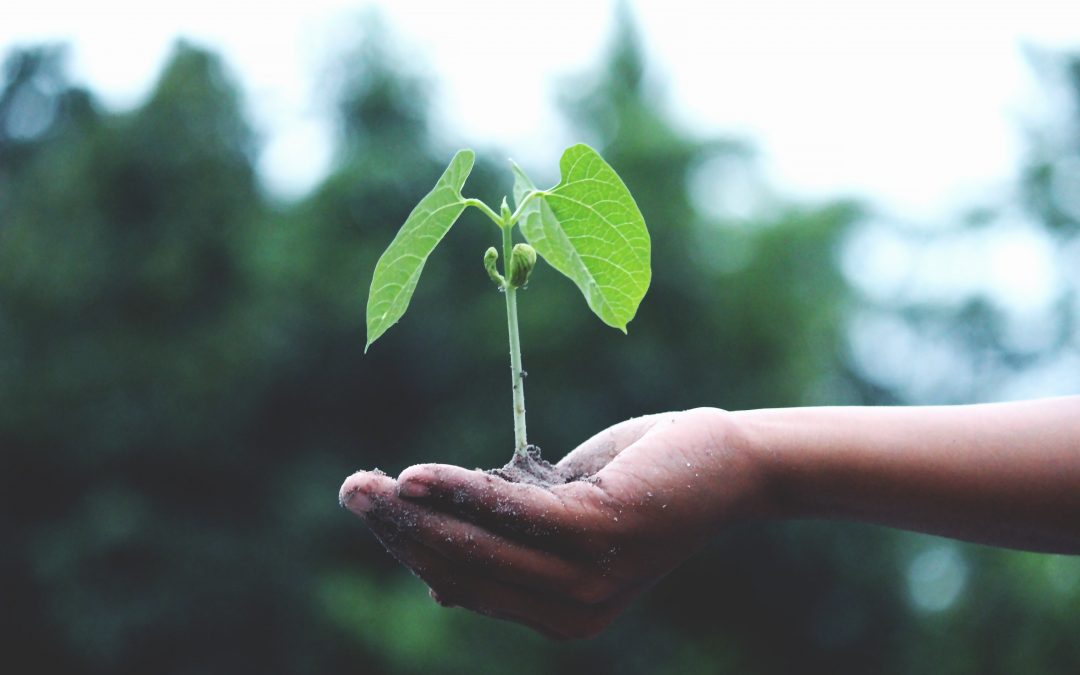 Use Instagram To Help Us Plant 1,001 Trees by Earth Day 2020 | Green Edventures Tours