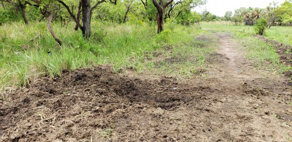 Rhino Midden Uganda