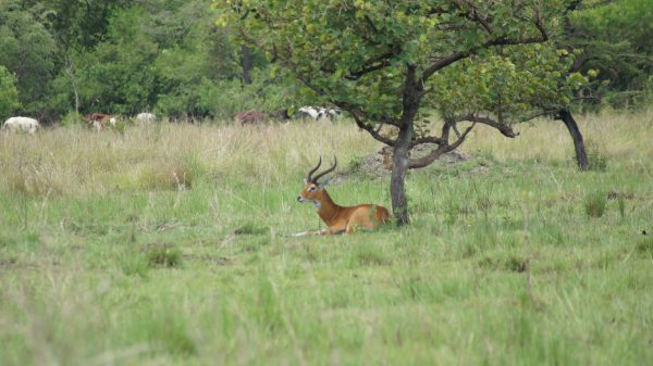 Uganda Kob on safari at Ziwa womens adventures