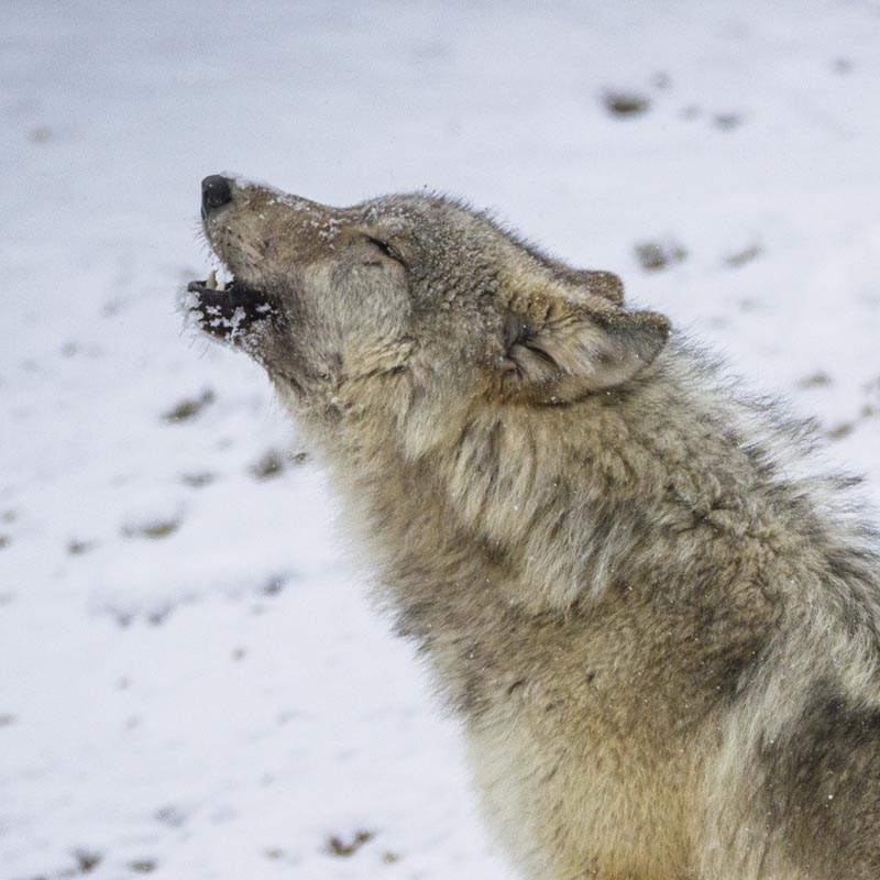 Yellowstone winter wolves adventures