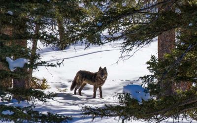 From Sea to Shining Sea: Amazing Active Adventures Featuring Wildlife & Places in the United States