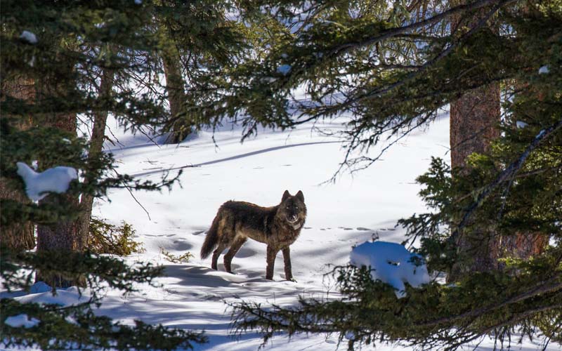From Sea to Shining Sea: Amazing Active Adventures Featuring Wildlife & Places in the United States