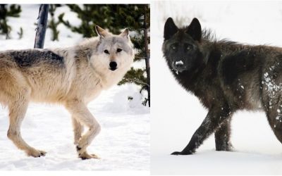 Gray Wolves: Genetic Research Links Coat Color Gene With Physical & Behavioral Traits in Yellowstone’s Wolves.