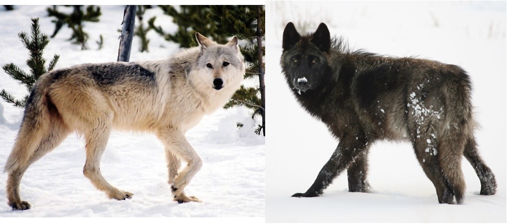 Gray Wolves: Genetic Research Links Coat Color Gene With Physical & Behavioral Traits in Yellowstone’s Wolves.
