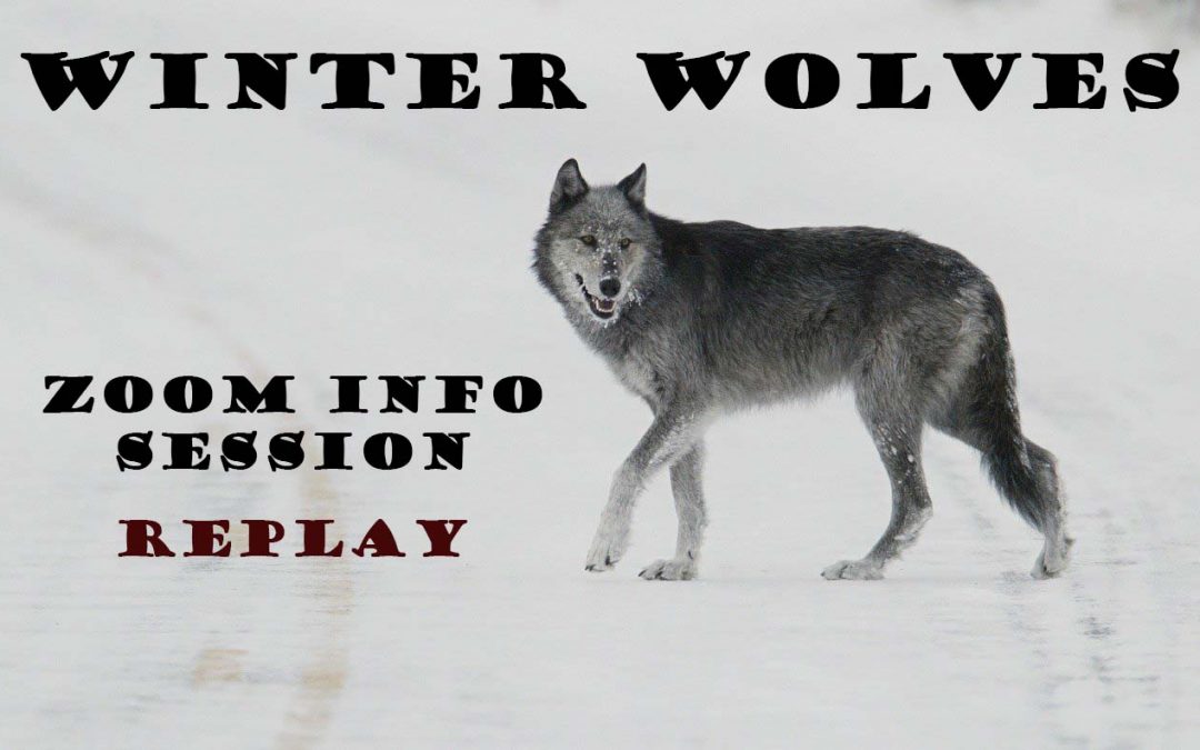 Winter Wolves & Wildlife Safari Informational Video Replay