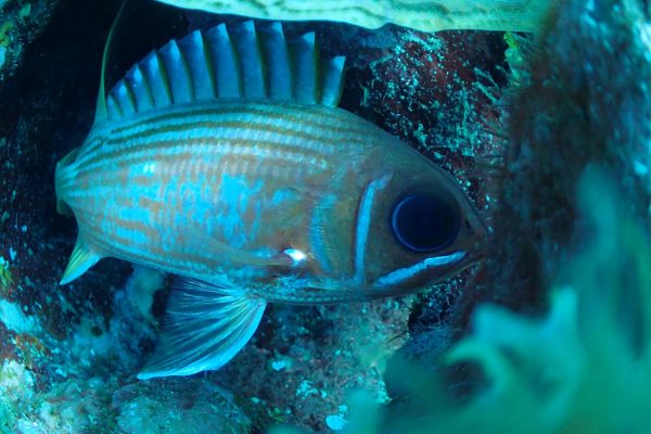 Womens Roatan Snorkeling and scuba eco tour