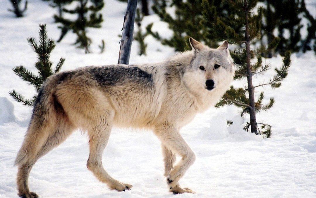 Winter is Coming to Yellowstone & It’s Wolf Primetime