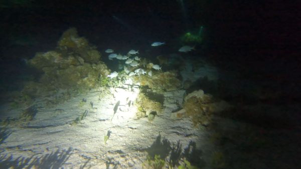Night snorkeling on Green Edventures Women's SCUBA & Snorkeling Eco Tour Roatan Honduras