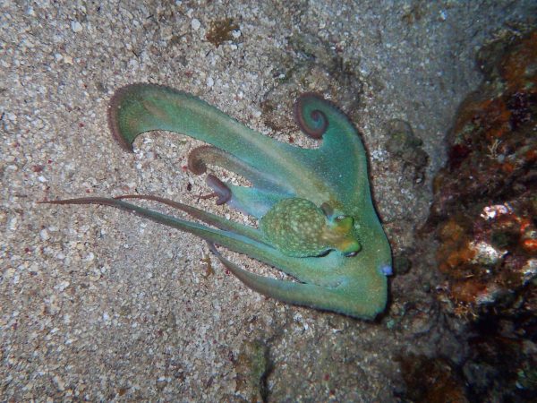 Octopus on the night snorkeling on Green Edventures Women's SCUBA & Snorkeling Eco Tour Roatan Honduras