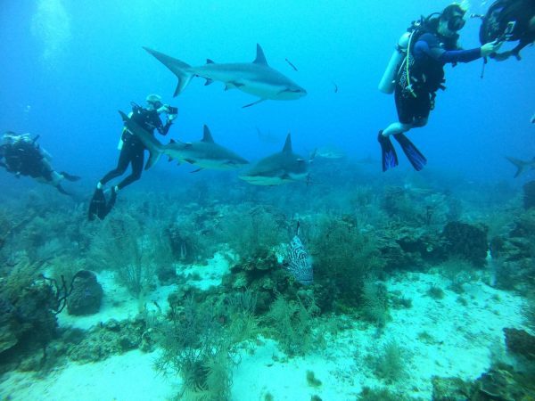 Shark dive on the Women's SCUBA & Snorkeling Eco Tour Roatan Honduras