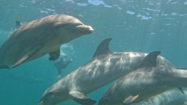 Snorkeling with bottlenose dolphins Green Edventures Women's Roatan Snorkeling & SCUBA Eco Tour