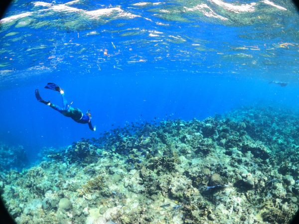 Green Edventures Women's Roatan Snorkeling & SCUBA Eco Tour