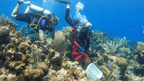 Green Edventures Women's SCUBA & Snorkeling Eco Tour Roatan Honduras