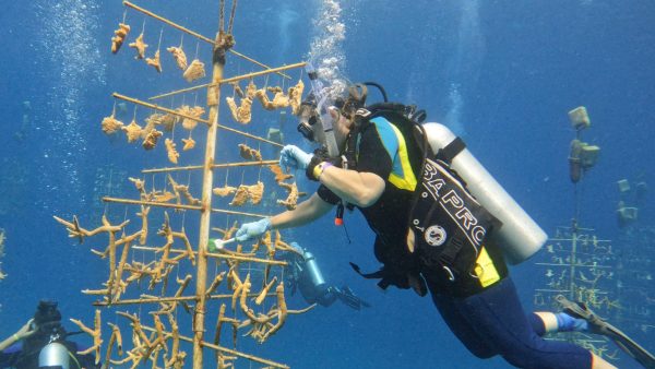 Green Edventures Women's SCUBA & Snorkeling Eco Tour Roatan Honduras