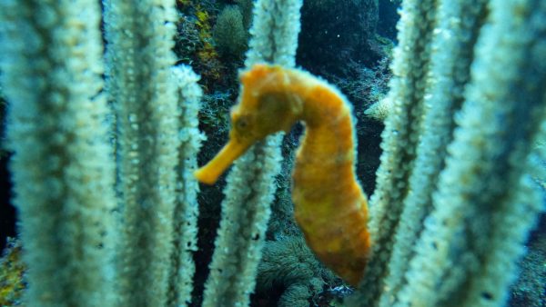 Green Edventures Women's SCUBA & Snorkeling Eco Tour Roatan Honduras