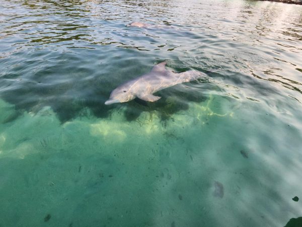 Green Edventures Women's Roatan Snorkeling & SCUBA Eco Tour