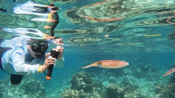 Caribbean Reef Squid. Green Edventures Women's Roatan Snorkeling & SCUBA Eco Tour