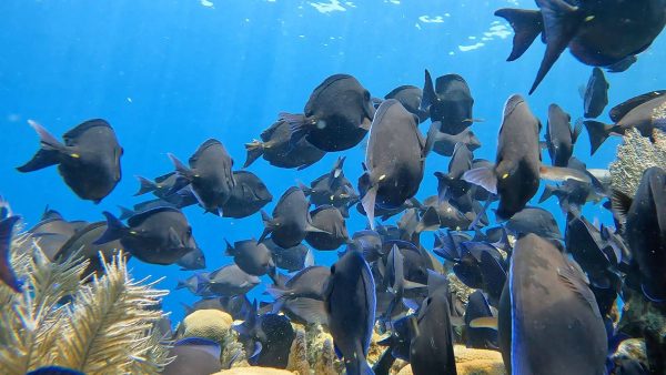 Blue tangs. Green Edventures Women's Roatan Snorkeling & SCUBA Eco Tour