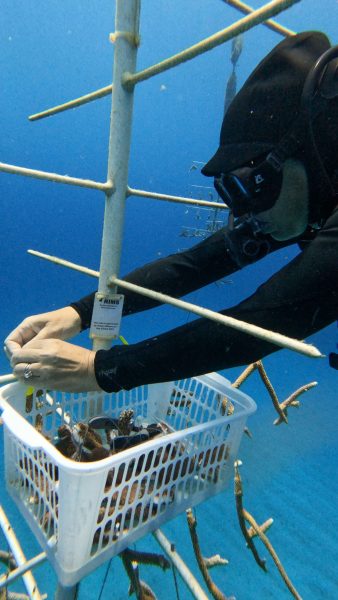 Green Edventures Women's Roatan Snorkeling & SCUBA Eco Tour