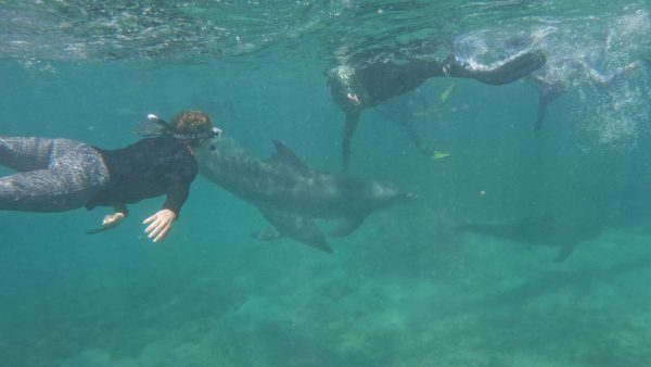 Green Edventures Women's Adventures Wildlife Tours 2024 Snorkeling with dolphins at Anthony's Key
