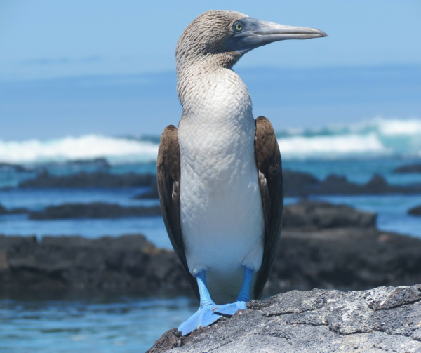 Galapagos Women's Tours