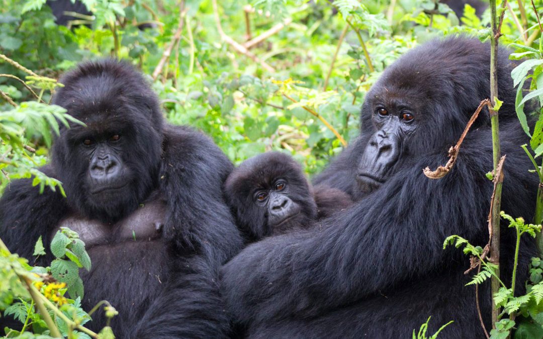Uganda Women’s Mountain Gorillas & Chimpanzees