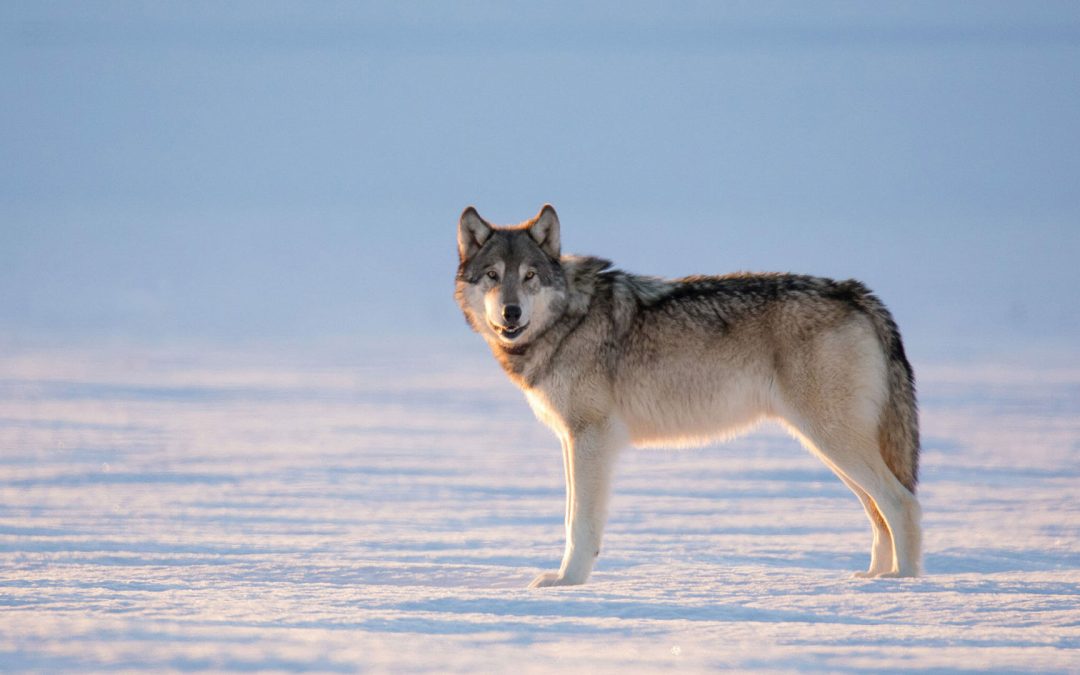 Yellowstone Women’s Winter Wolves & Wildlife Adventure