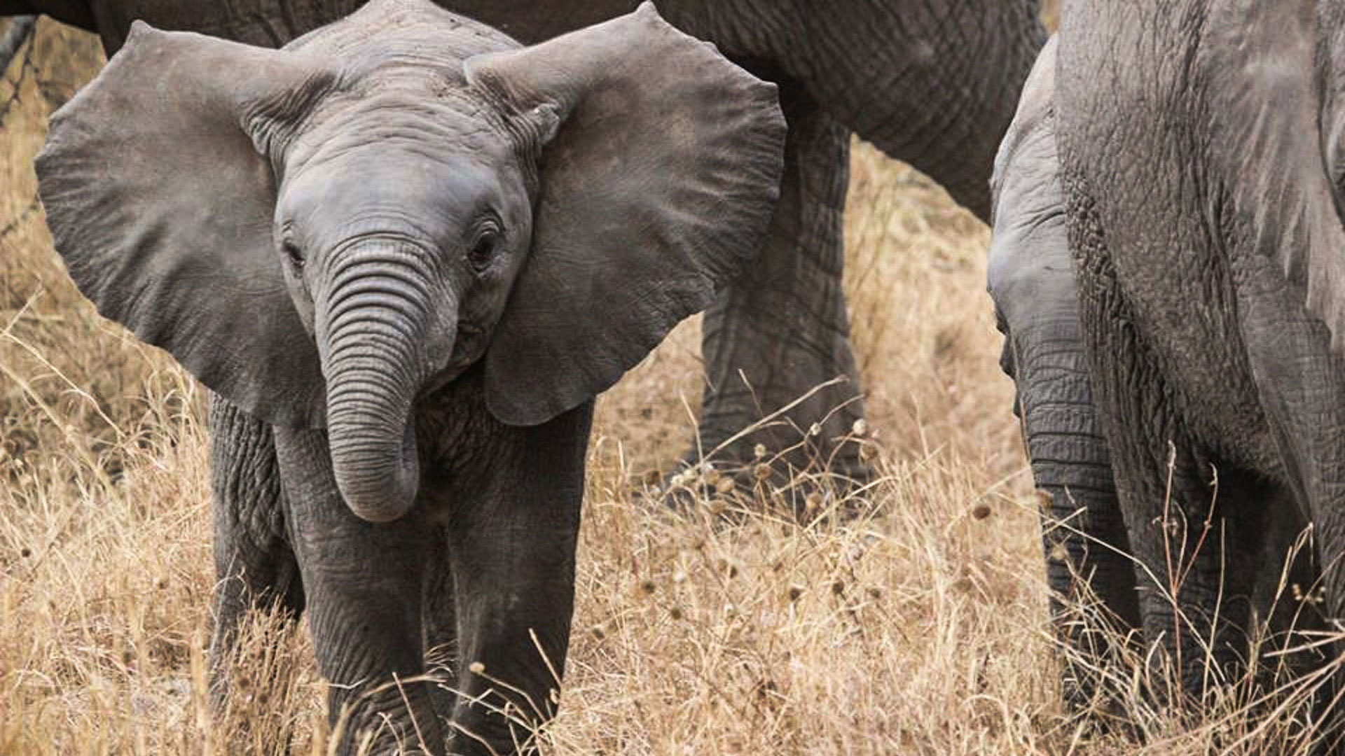 Tanzania-baby-elephant