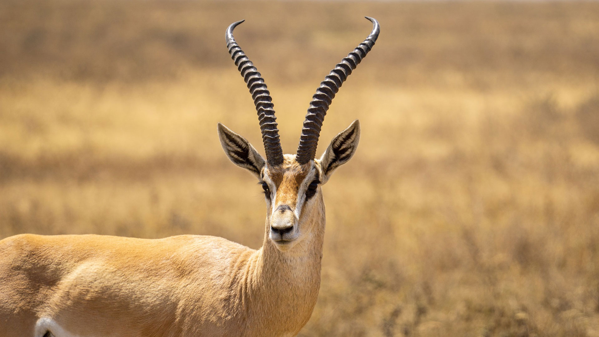 antelope-tanzania-safari