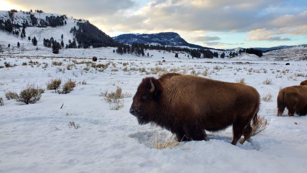 Women's Yellowstone Winter Wolves Wildlife Adventure