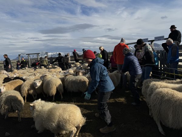 Iceland knitting tour sheep rettir