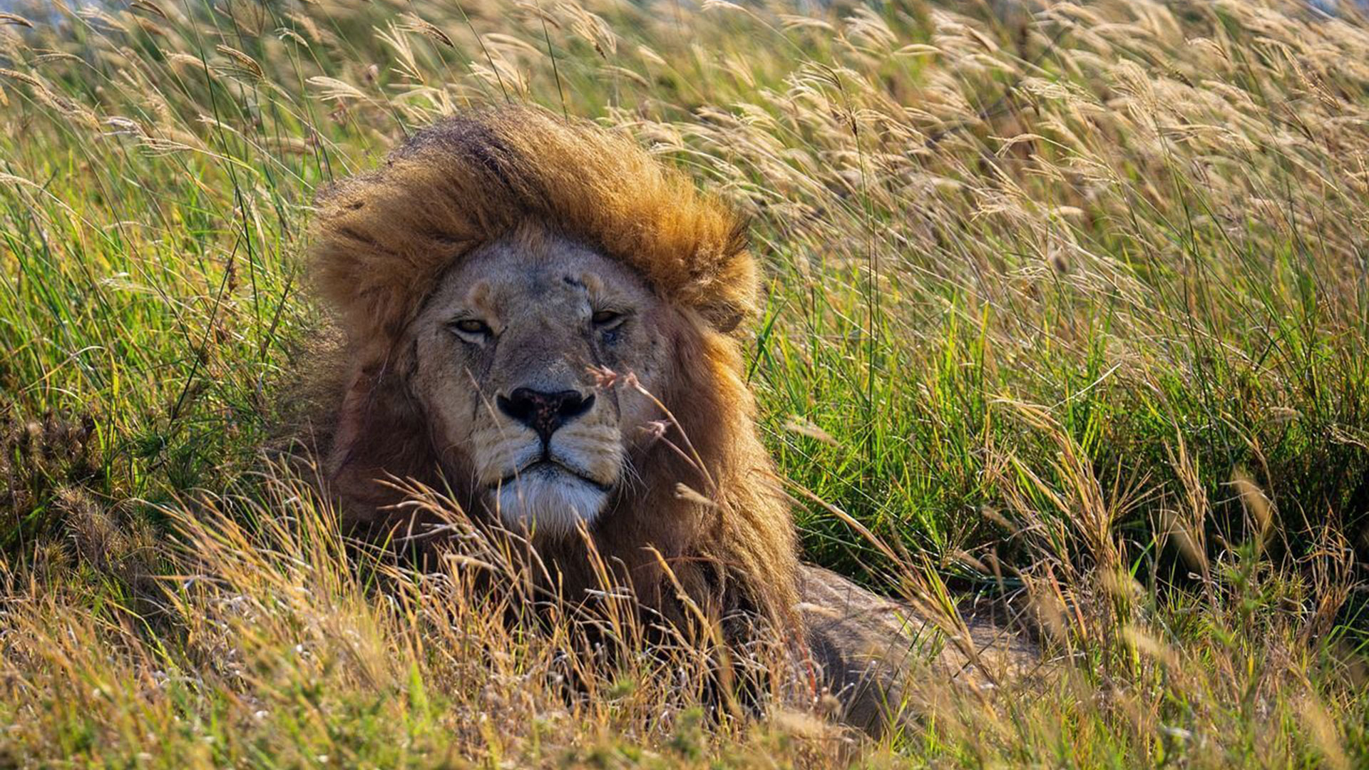 Tanzania-Lion-Eco-Safari-Women