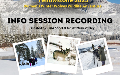 REPLAY: Info Sessions – 2025 Women’s Yellowstone Winter Wolves Wildlife Adventure