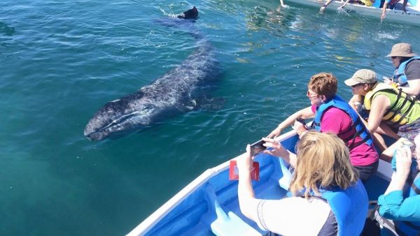 Baja Women’s Adventure & Gray Whales