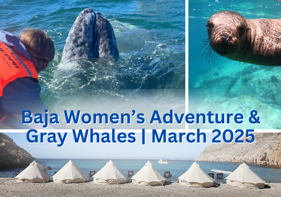 Baja, Ahhhh… Women’s Baja Adventure and Gray Whales 2025 Tours