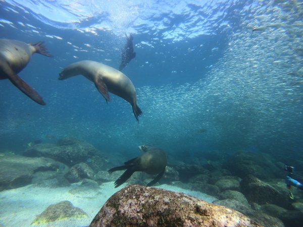 Snorkeling with sea lions Baja Women’s Adventure and Gray Whales Tour 2025
