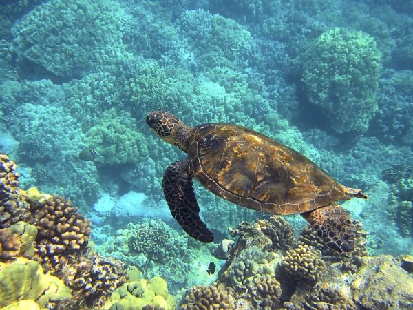 Women’s Hawaii Snorkeling, Hiking & Kayaking Eco Tour