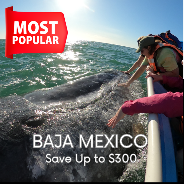 Black Friday Women's Adventures Baja Gray Whales March 2025