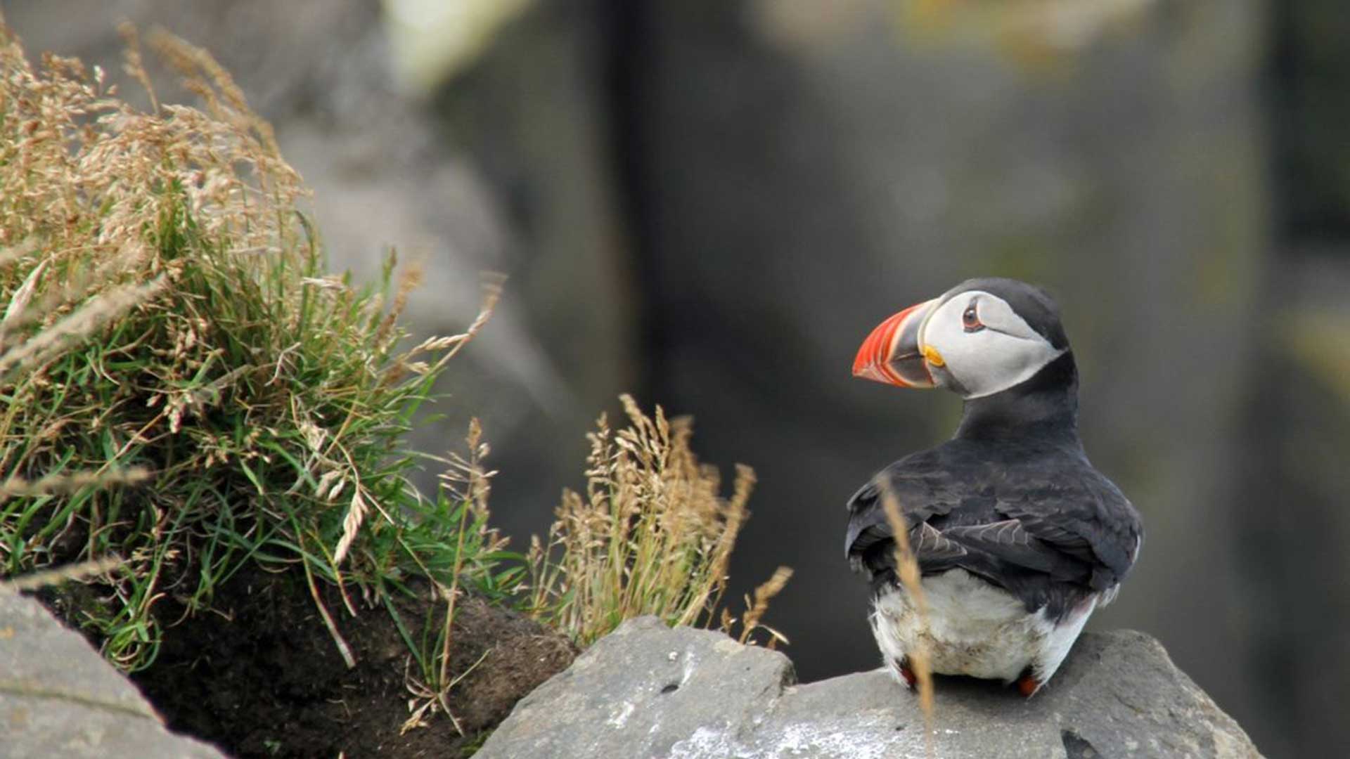 Iceland-Puffin