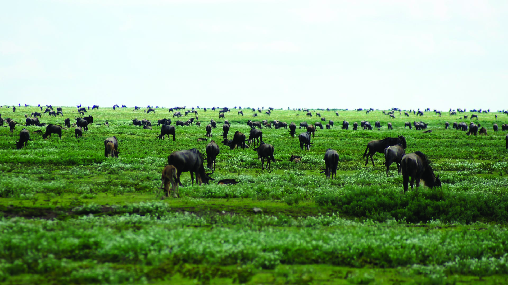 WIldebeast-migration-tanzania