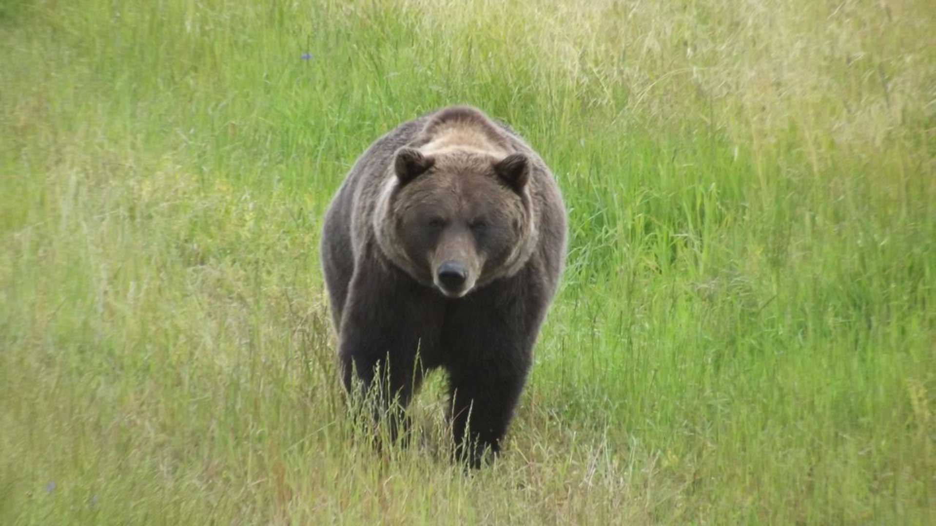 Alaska-bear