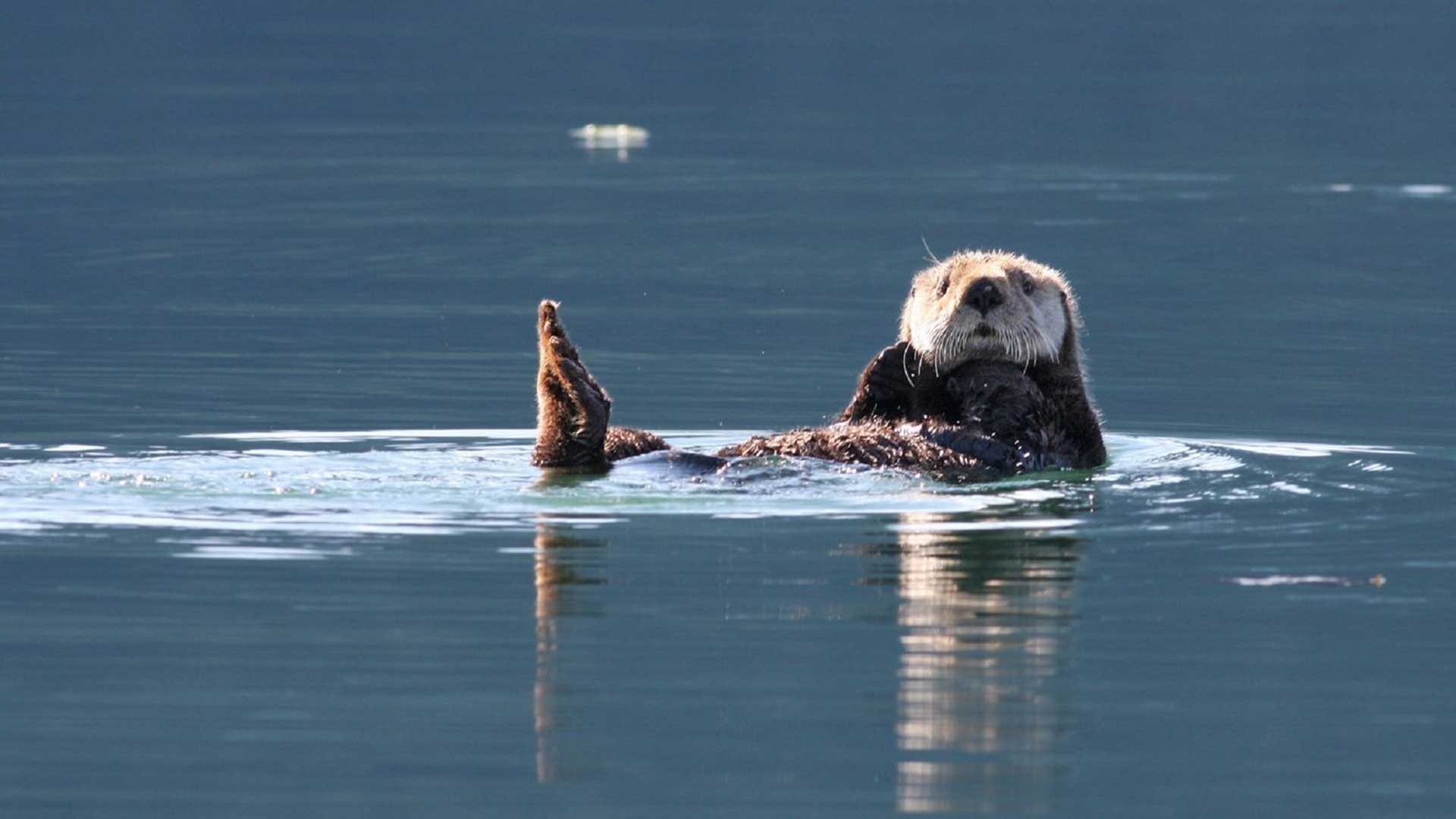 Alaska-sea-otter