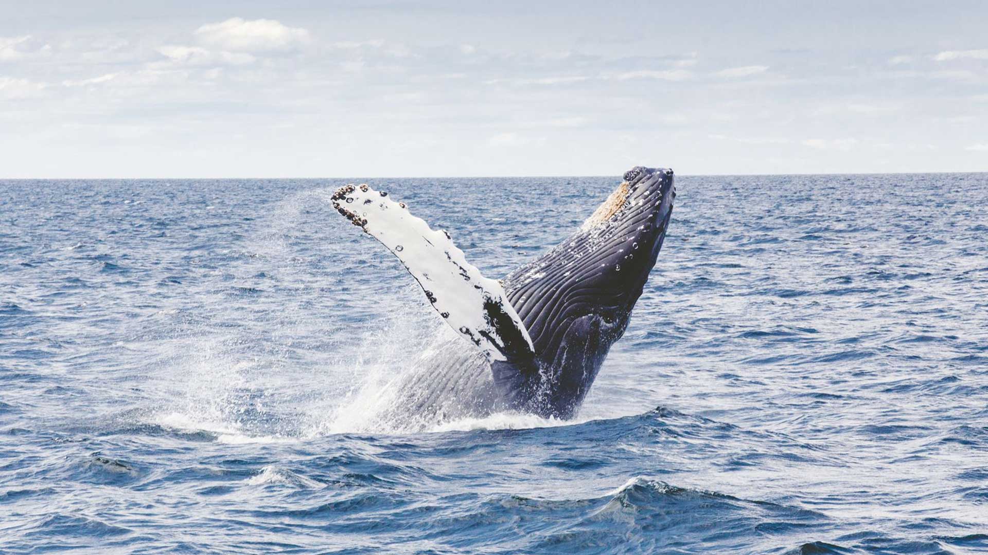 Alaska-whale-breach