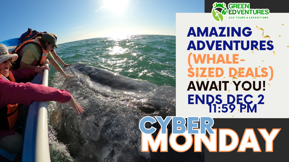 Cyber Monday Ends Tonight 11:59 PM | Feel Empowered, Inspired, and Connected—Join Our Women’s Travel Adventures!