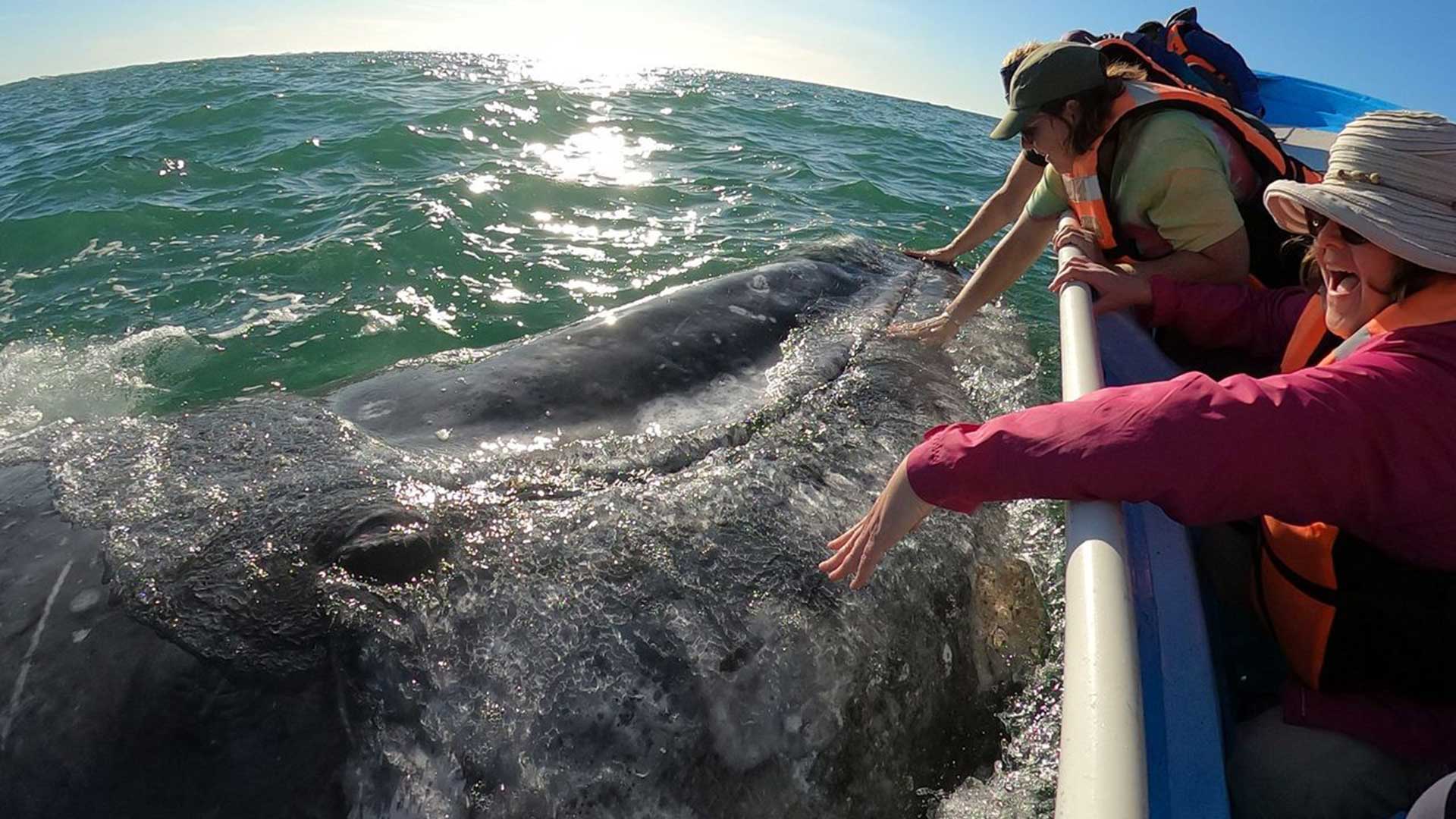 Baja-Womens-Adventure-Gray-Whales-Tour